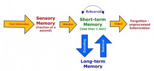 stages of memory - Sensory, Short-term, Long-term